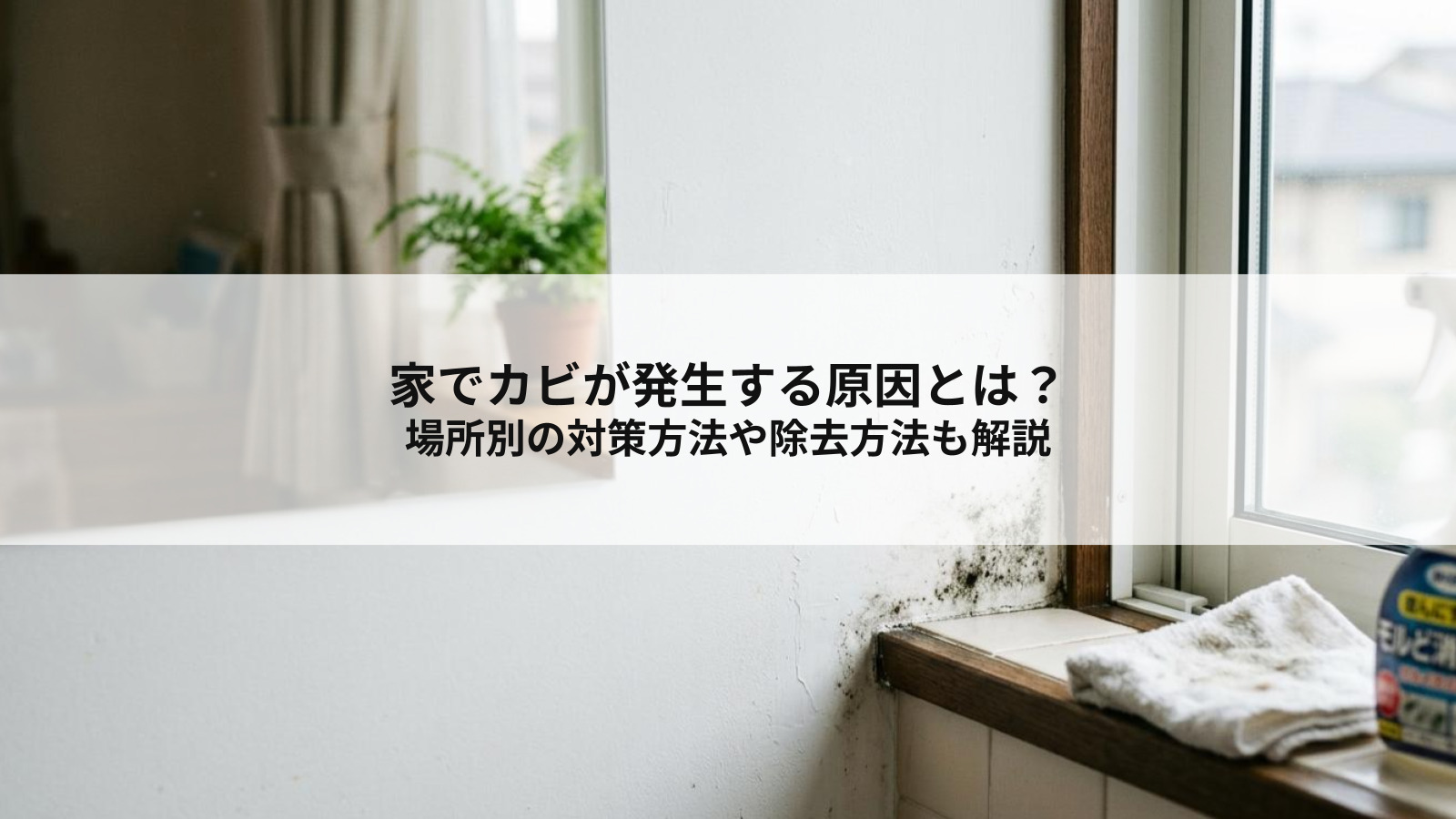 家でカビが発生する原因とは？場所別の対策方法や除去方法も解説
